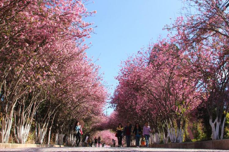 楚雄师范学院怎么样？楚雄师范学院校园环境怎么样